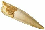 Fossil Spinosaurus Tooth - Real Dinosaur Tooth #299137-1